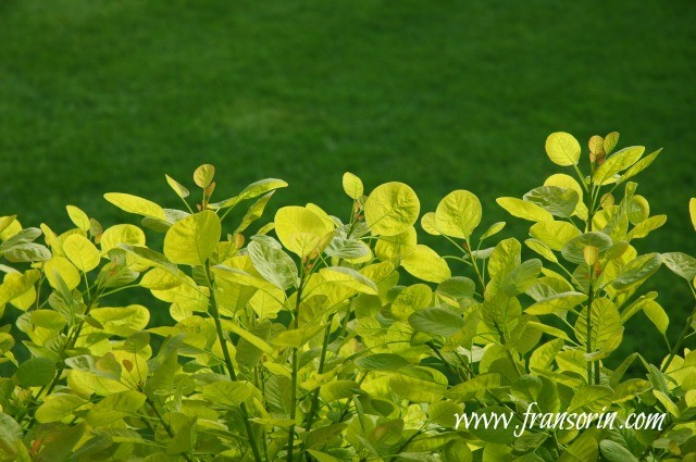 Cotinus coggygria 'Golden Spirit'